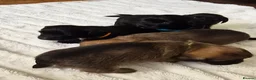 Mixed Breed dogs for sale: Jack Tzu Puppies - Advert 14