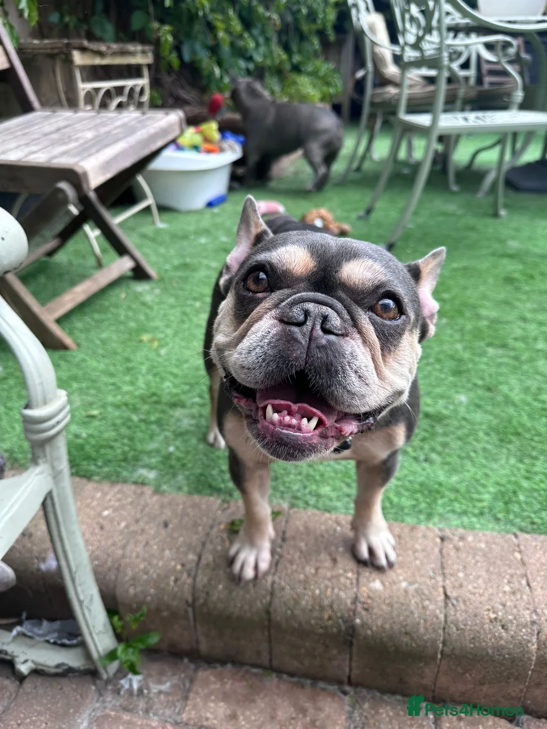 French Bulldog dogs for sale: Frenchie Mother & Daughter(To Be Rehomed Together) - Advert 2