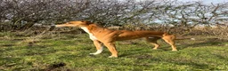 Mixed Breed dogs for stud: Saluki/greyhound. collie/bull greyhound  - Advert 7