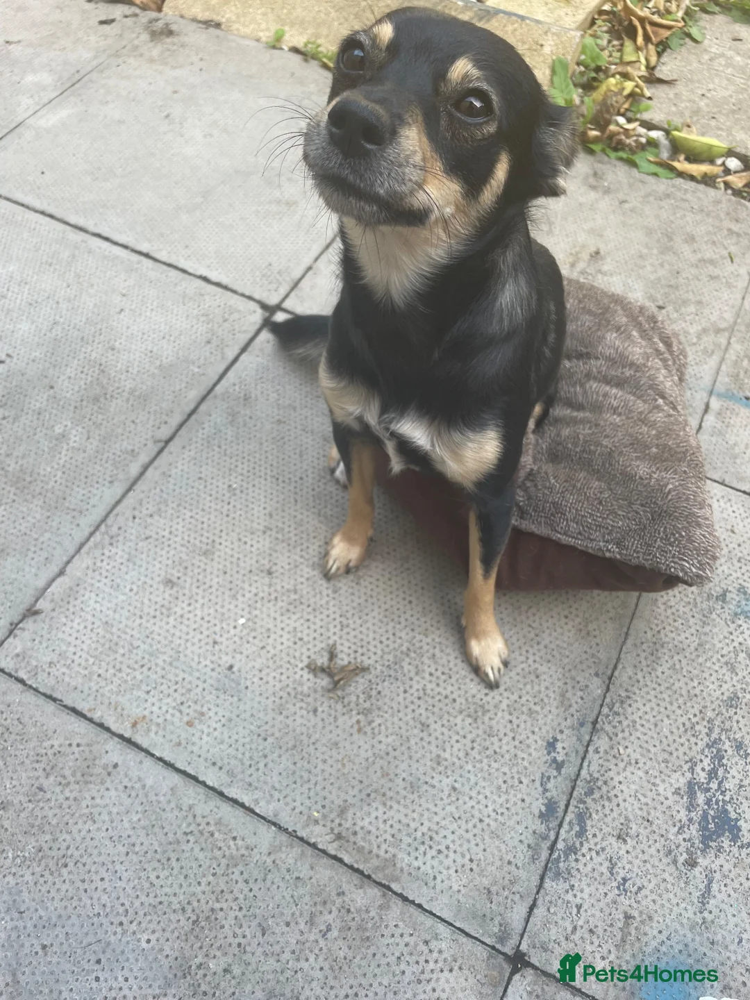 Mixed Breed dogs for sale: Mixed Jack Russel x Chow chow dog snowie in London - Advert 2