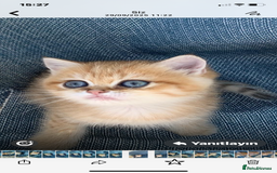 British Shorthair cats for sale: British Golden Shorthair kittens GCCF  - Image 7