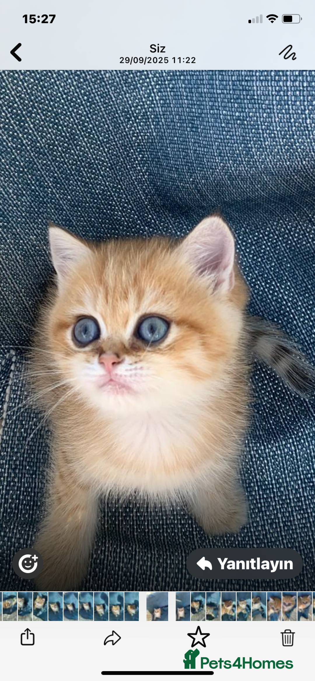 British Shorthair cats for sale: British Golden Shorthair kittens GCCF  - Image 7