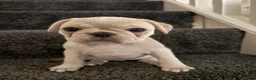 Frug dogs for sale: 🐶 Pug/French bulldog puppies 🐶 Rare markings - Advert 8
