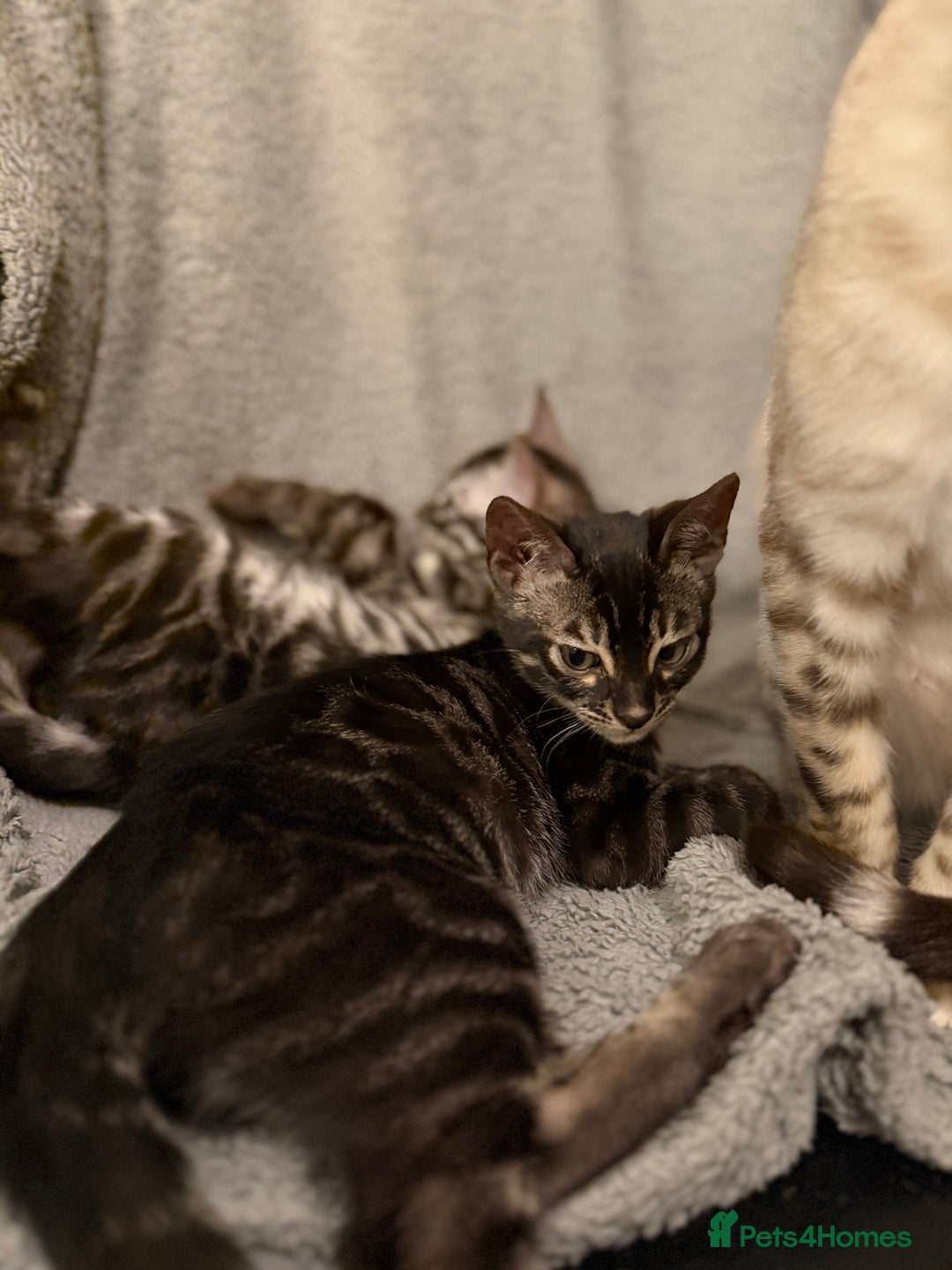 Bengal cats for sale: TICA registered pedigree Bengal Kittens - Advert 8