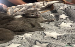 Maine Coon cats for sale: Kittens  - Image 12