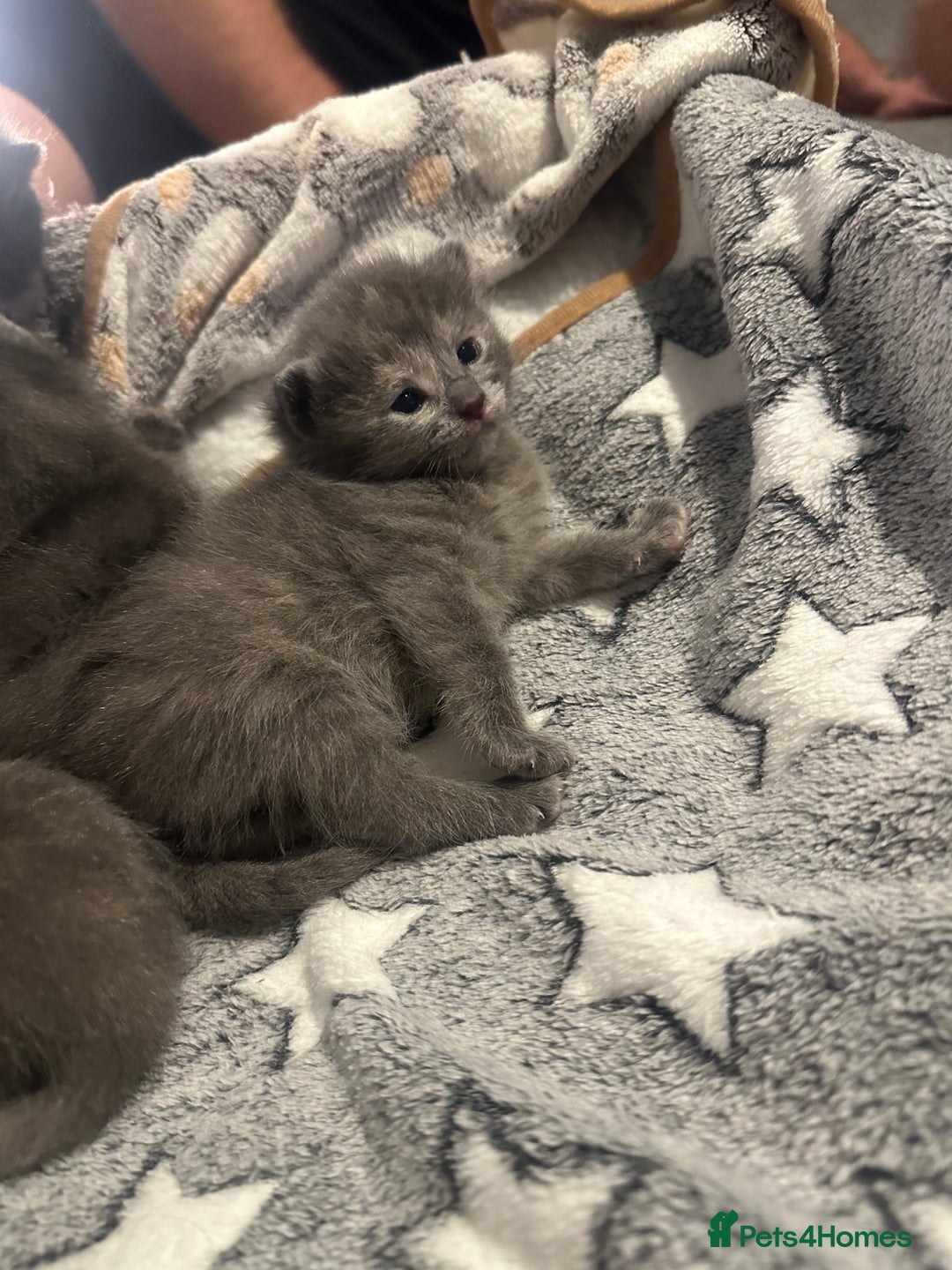 Maine Coon cats for sale: Kittens  - Image 12