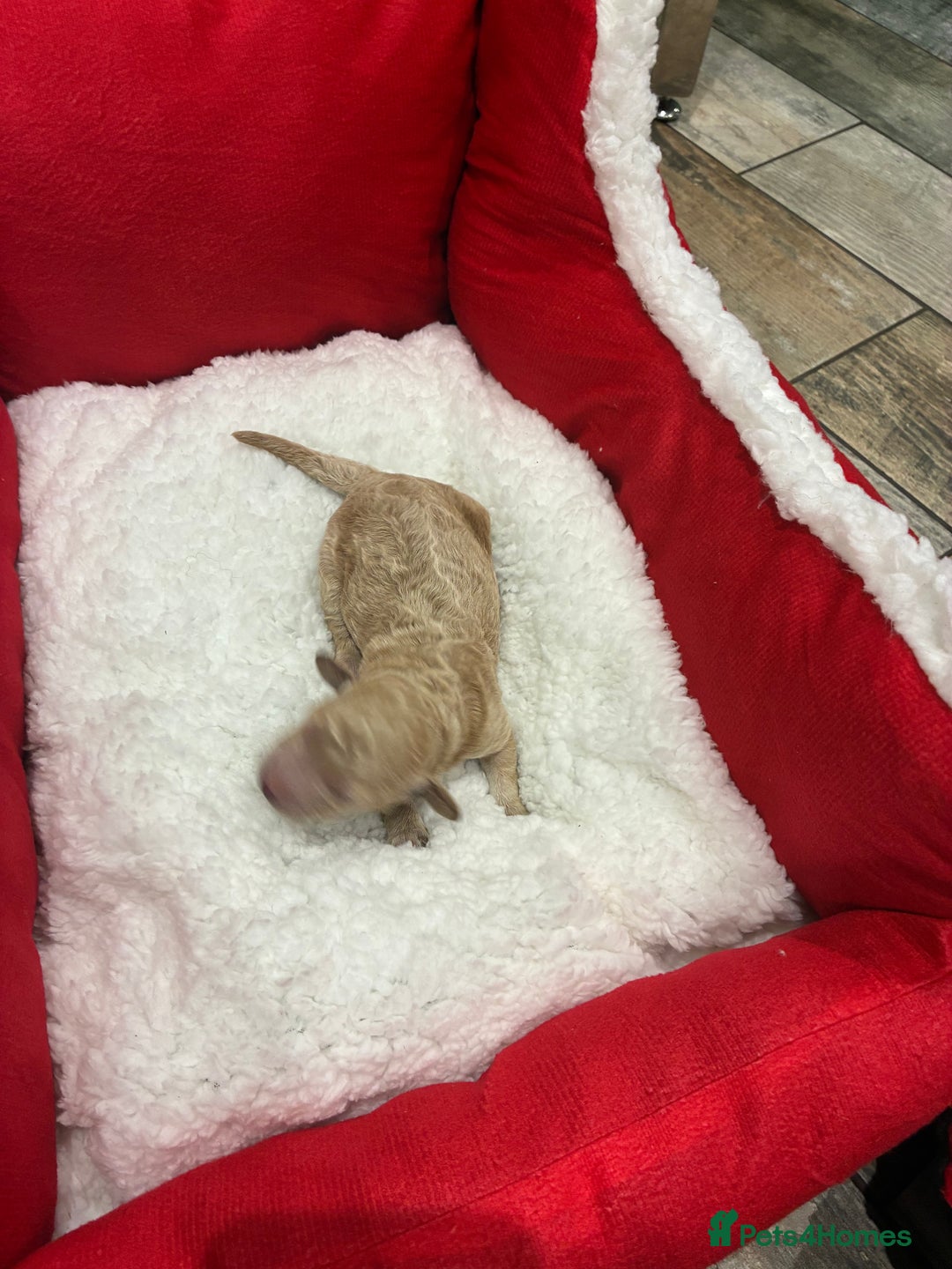 Miniature Poodle dogs for sale: beautiful miniature poodles  - Advert 12