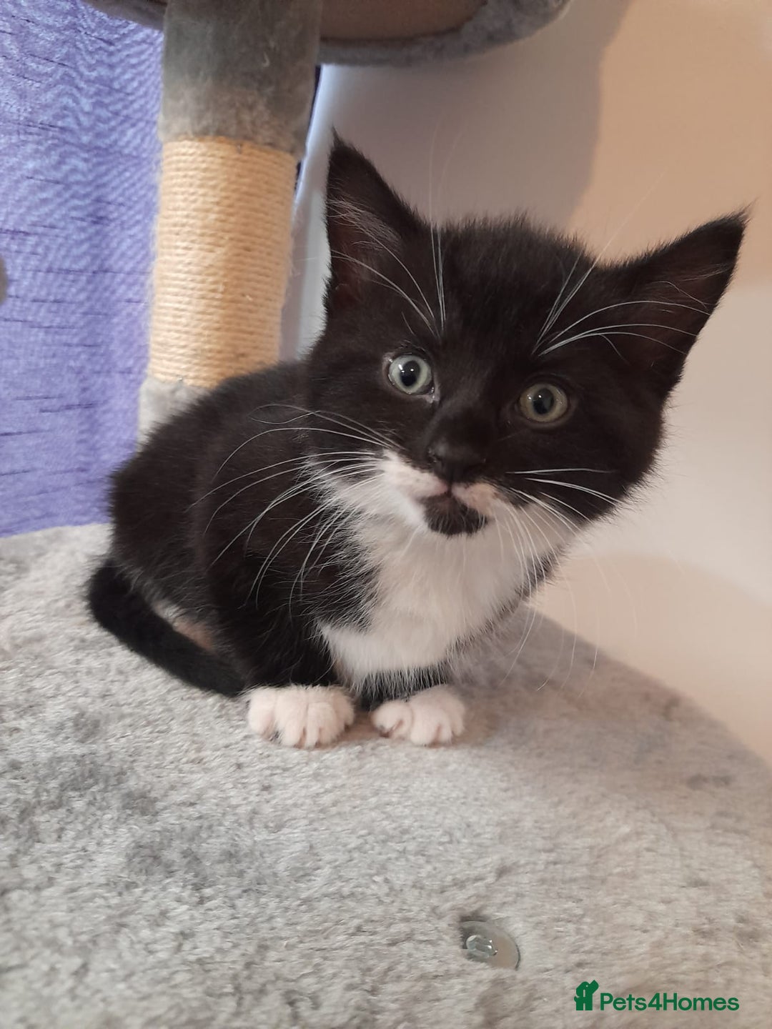 Mixed Breed cats for sale: Lovely  playful kittens  - Advert 2