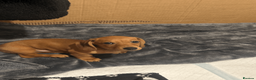 Miniature Dachshund dogs for sale: REDUCED £850| 2 RED GIRLS LEFT ready to leave.  - Advert 7