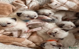 Ragdoll cats for sale: Purebred Ragdoll Kittens (TICA REG PARENTS) - Image 19