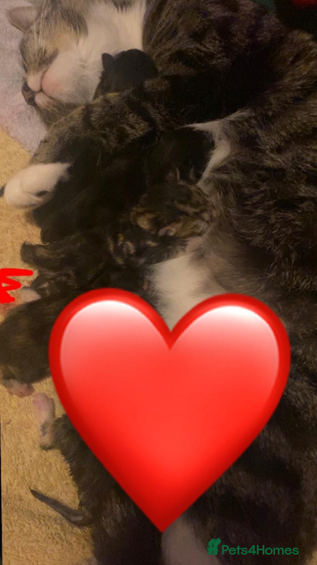 Mixed Breed cats for sale: 5 gorgeous bundles of fluff  forever home  - Image 1