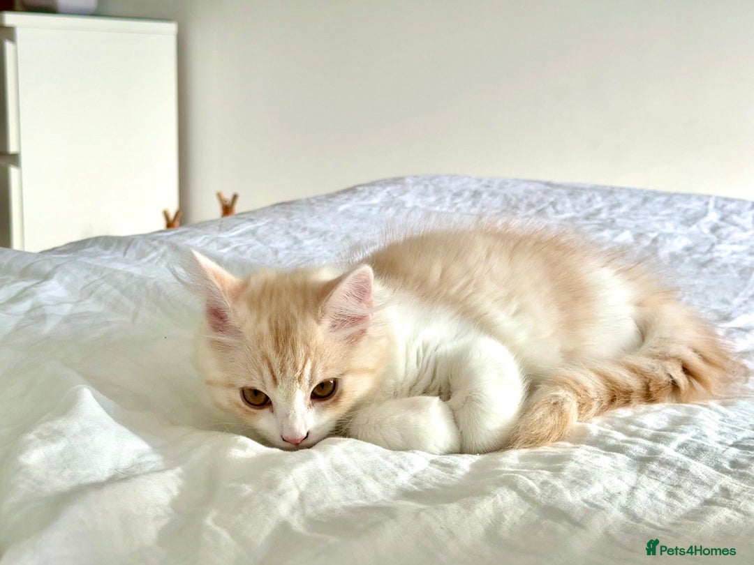 Munchkin cats for sale: ⭐️⭐️-3x TICA Munchkins - Super Short Legs-⭐️⭐️  - Image 23