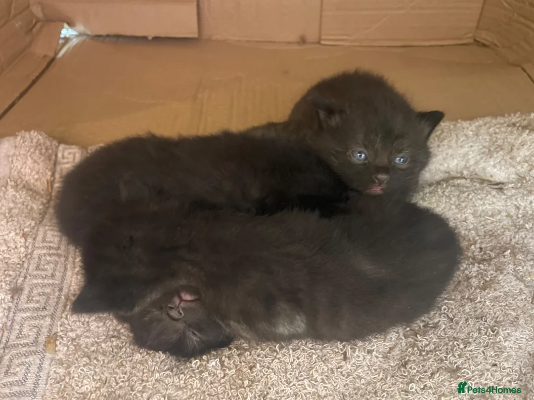 Ragdoll cats for sale: 5 week old kittens , Ragdoll mum  in Tonbridge - Advert 14
