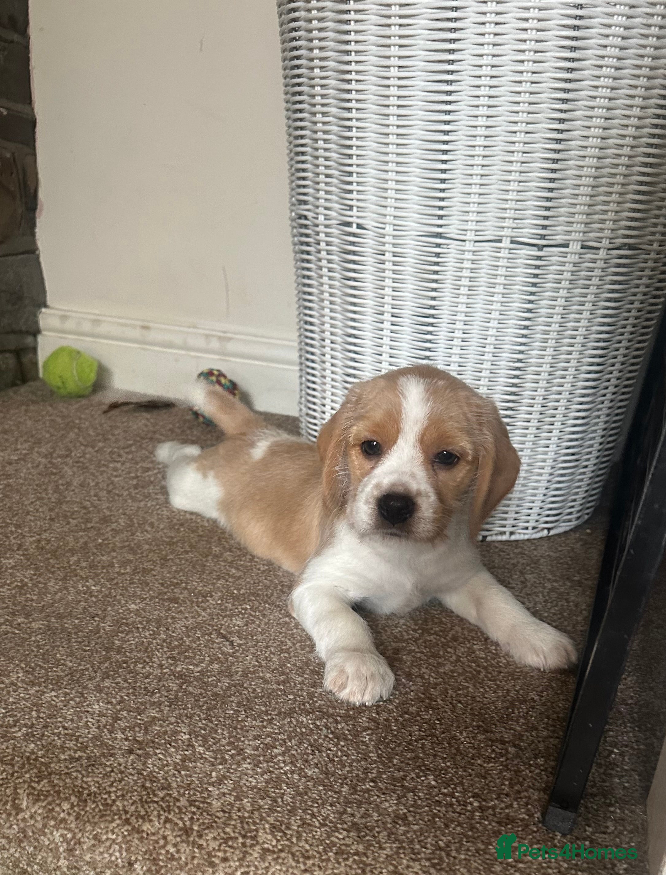 Mixed Breed dogs 🐾 Absolutely adorable Beagle x Cavapoo 🐾  - Advert 16