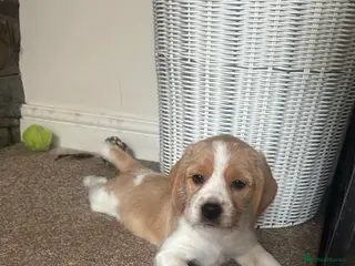 Mixed Breed dogs 🐾 Absolutely adorable Beagle x Cavapoo 🐾 - Advert 16