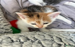 Mixed Breed cats for sale: 5 beautiful, inquisitive fluffy kittens - Image 3