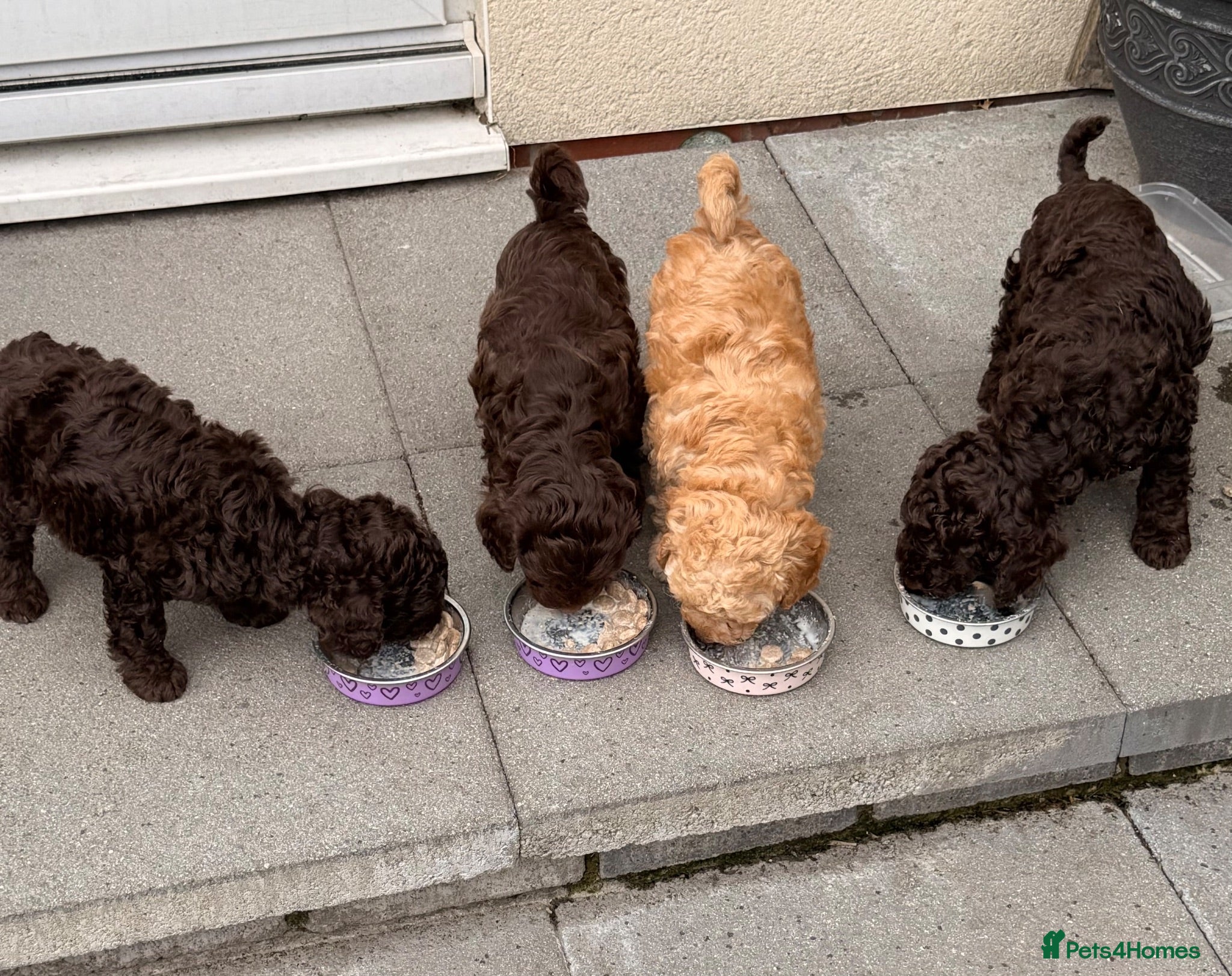 Cockapoo dogs Orla’s Beautiful Babies - Advert 1