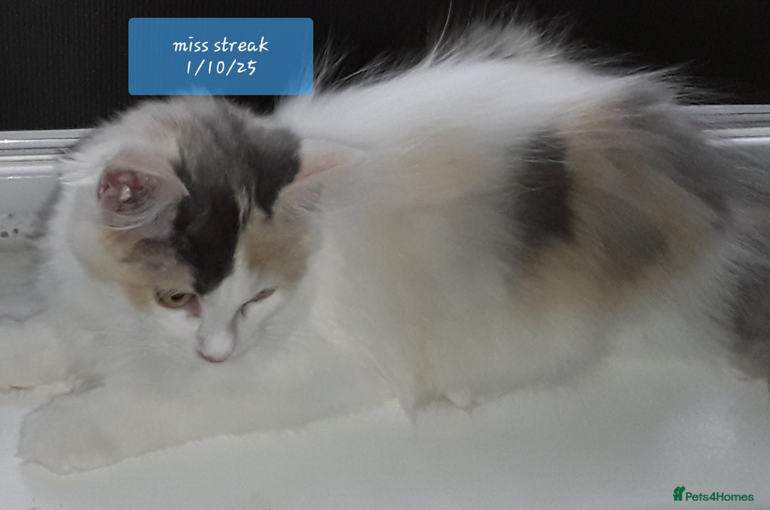 Ragcoon cats for sale: FINAL REDUCTION £300  Stunning, chunky ragcoons  - Image 8