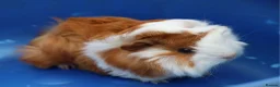 Guinea Pig rodents for sale: 3 Peruvian Baby Boars - Advert 1