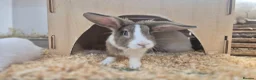Mixed Breed rabbits for sale: Morag vaccinated and neutered  - Advert 6
