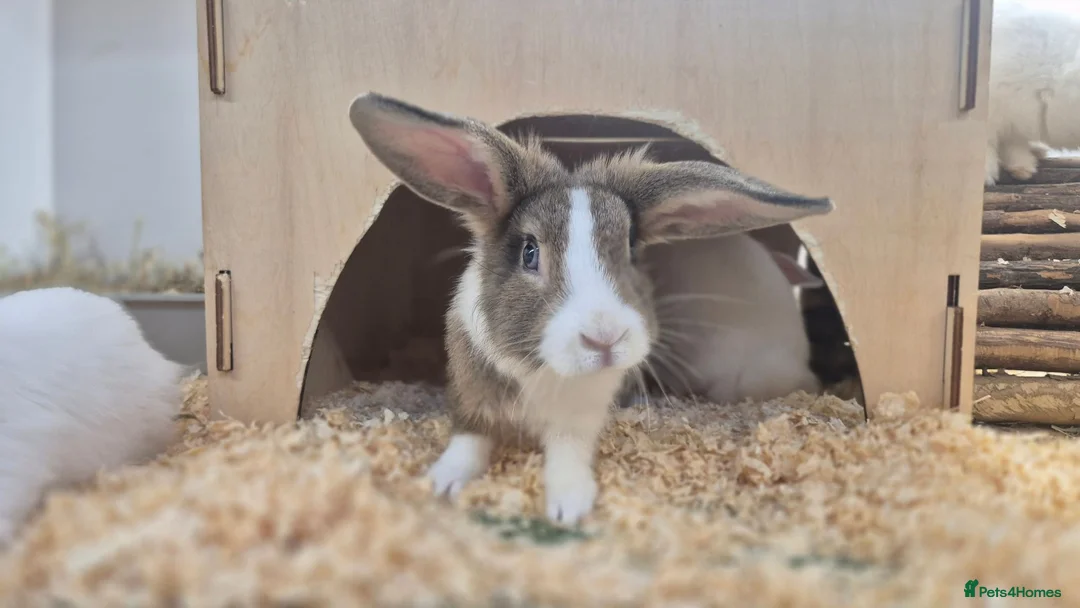 Mixed Breed rabbits for sale: Morag vaccinated and neutered  - Advert 6