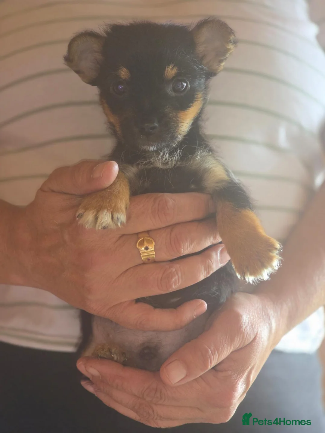 Jack Russell dogs for sale: Jack Russell pup  - Advert 9