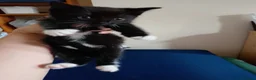 Mixed Breed cats for sale: Kittens - Advert 8
