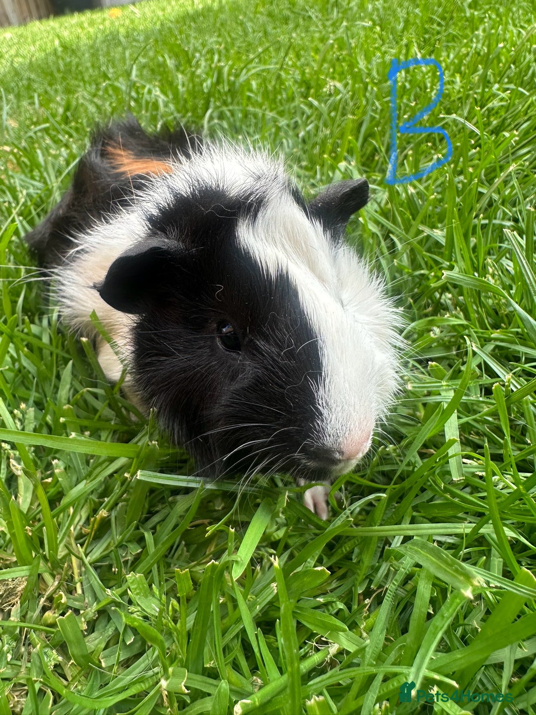 Guinea Pig rodents for sale: Male Guinea Pigs For Sale  - Image 21