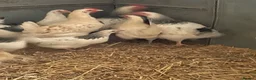 Hens poultry for sale: Light Sussex pure and crossed - Advert 5