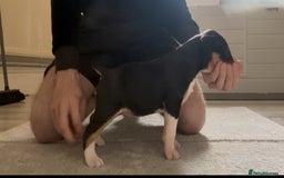 English Bull Terrier dogs for sale: QUALITY BULL TERRIER PUPPIES ❗️❗️ - Image 15