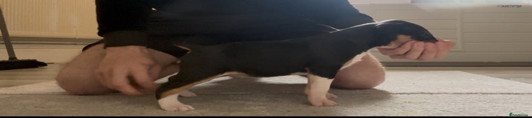English Bull Terrier Puppy 7