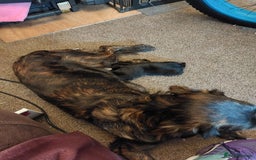 Mixed Breed dogs for sale: Gorgeous puppies  - Advert 1