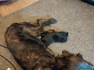 Mixed Breed dogs Gorgeous puppies - Advert 6