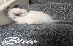Ragdoll cats for sale: GCCF REG PEDIGREE RAGDOLL KITTENS - Image 15
