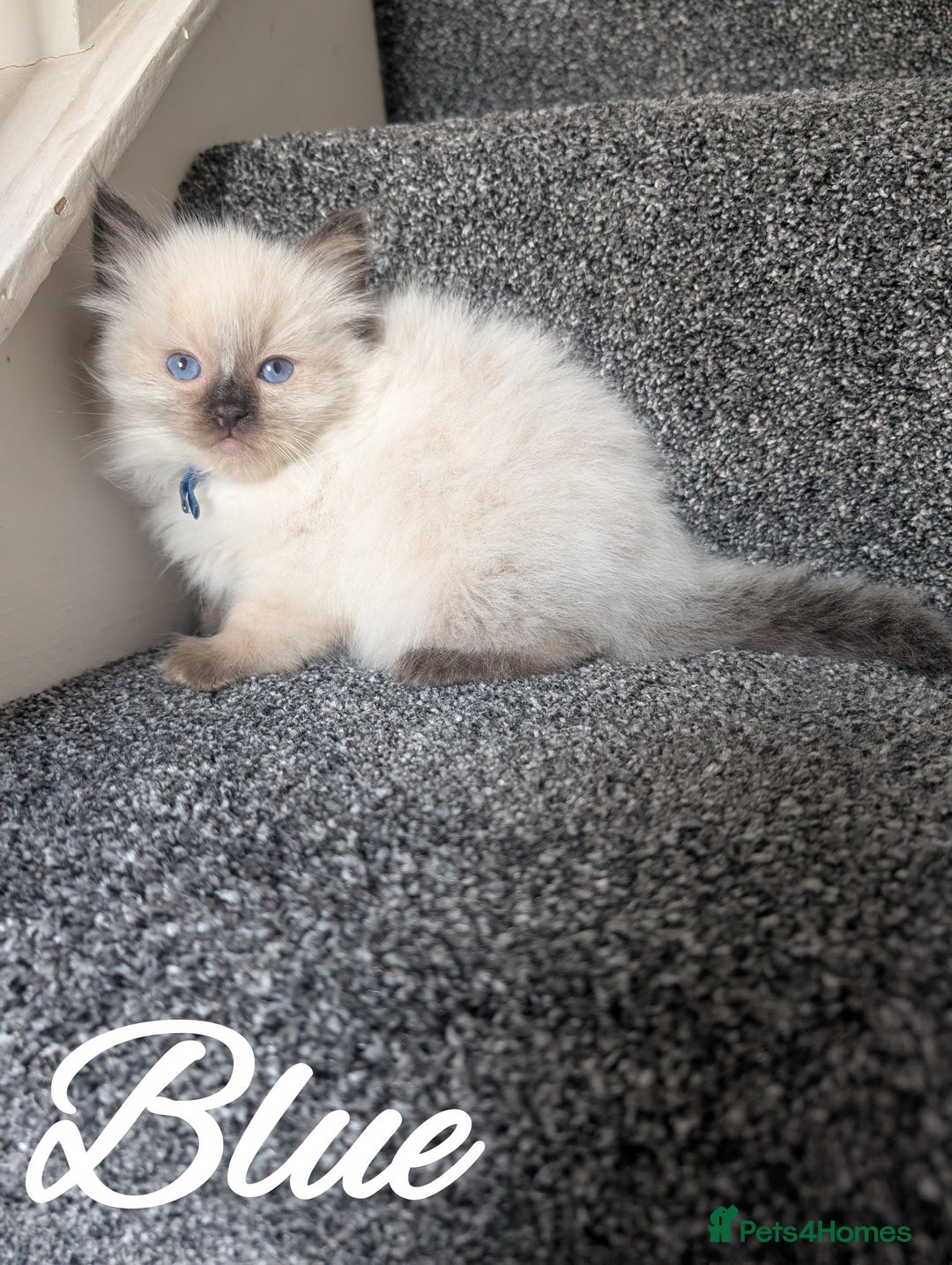 Ragdoll cats for sale: GCCF REG PEDIGREE RAGDOLL KITTENS - Image 15