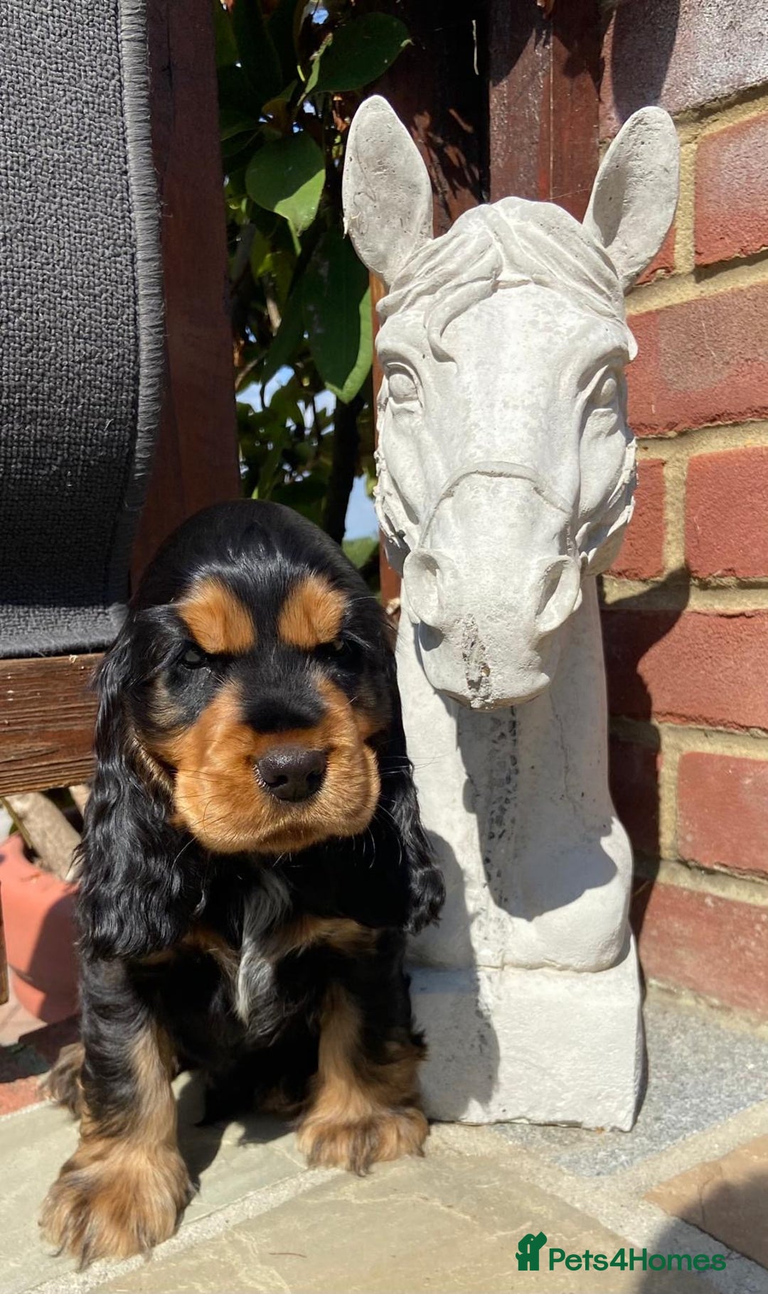 Cocker Spaniel dogs for sale: KC RIZI-BIZI show type European show champ lines - Image 3