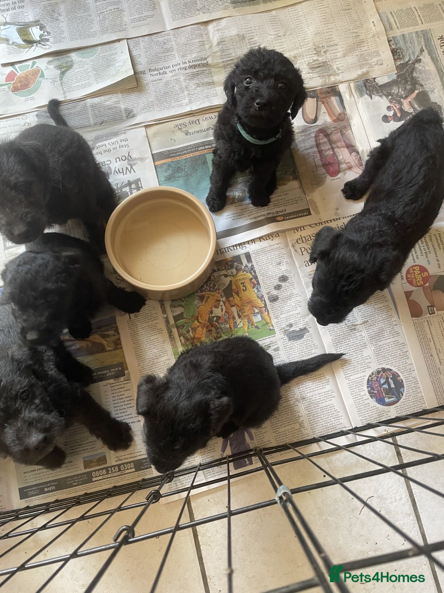 Bedlington Terrier dogs Bedlington Whippet Puppies - Advert 2