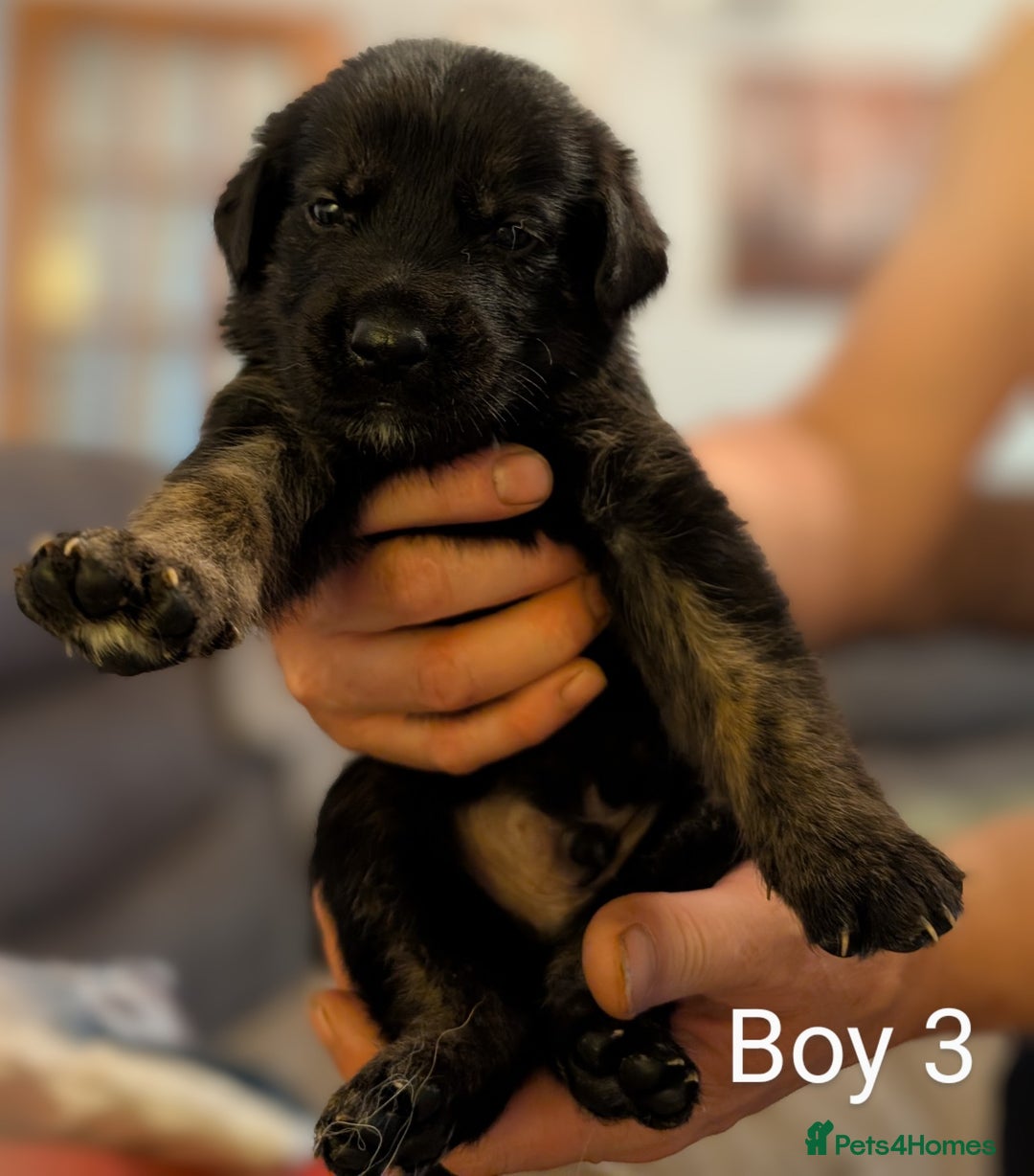 Mixed Breed dogs for sale: Golden Shepherd Puppies  - Image 3