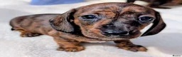 Miniature Dachshund dogs for sale: Miniature Dachshund  - Advert 1