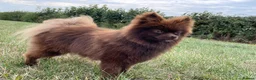 Pomeranian dogs for sale: Beautiful KC Reg girl 5yrs old  - Advert 8