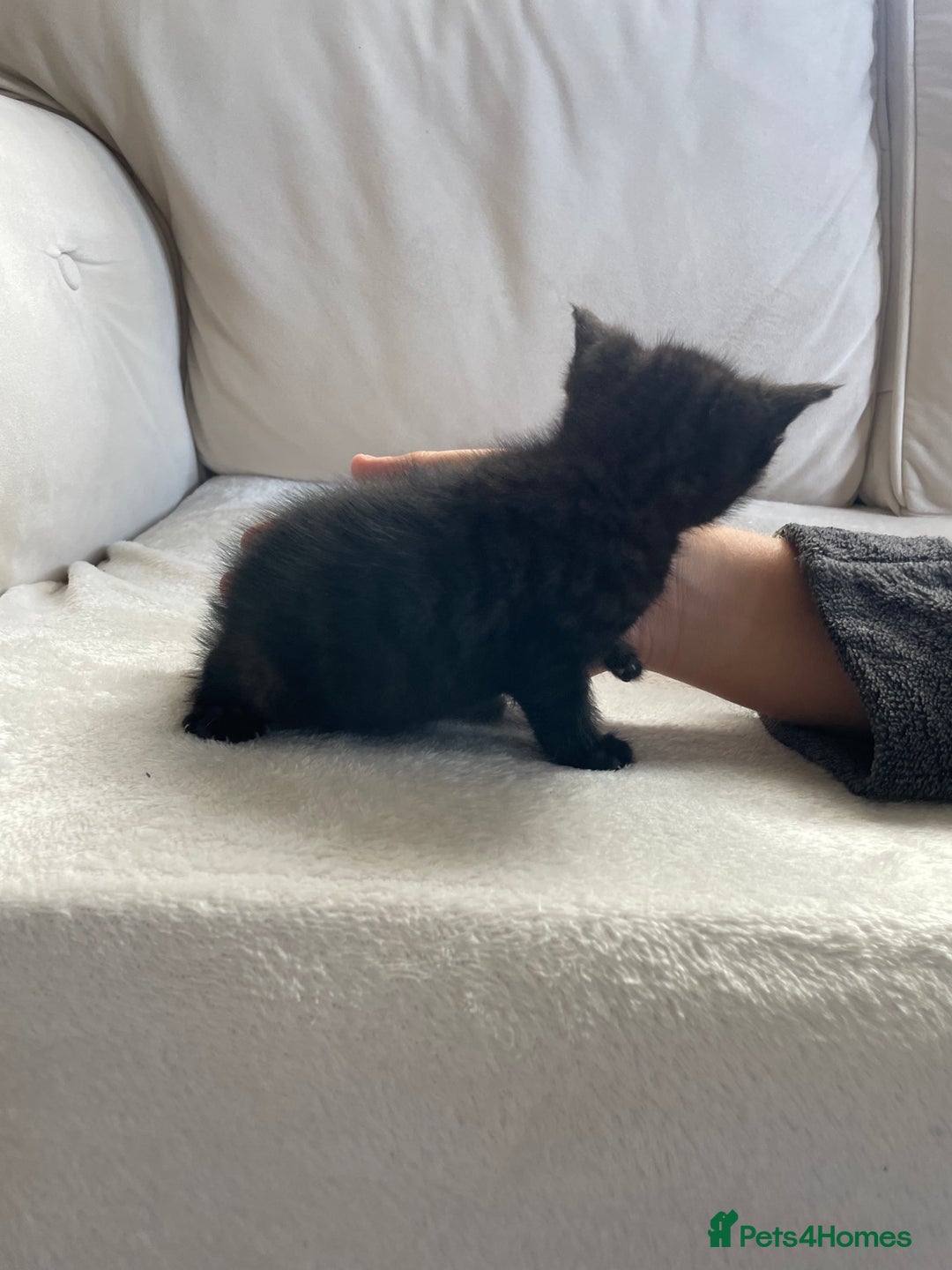 Mixed Breed cats for sale: Beautiful tabby kittens - Image 6