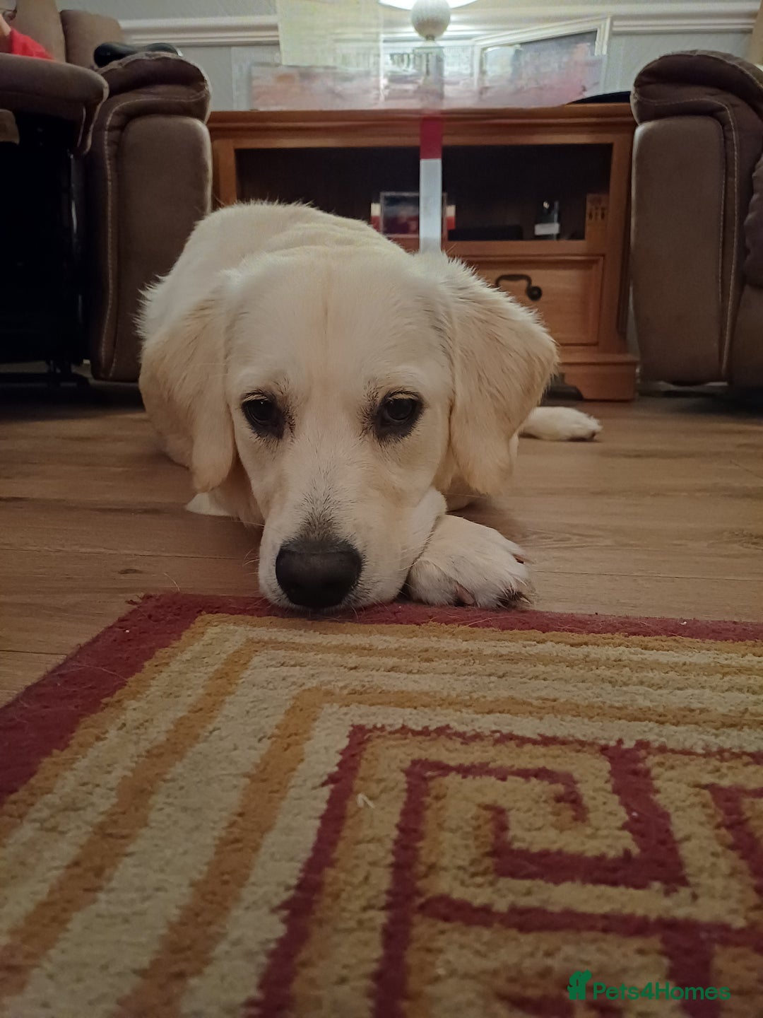 Golden Retriever dogs for sale: Snow white retriever for sale - Image 1