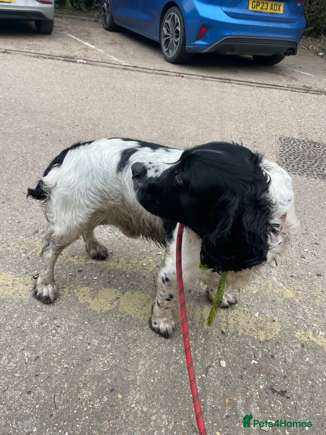 English Springer Spaniel dogs for sale: Very sad situation  - Advert 2