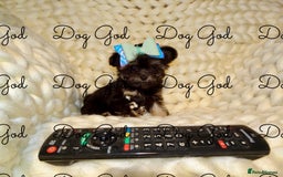 Mixed Breed dogs for sale: Exquisite Maltese X Chihuahua F1 Malchi Puppy - Image 6