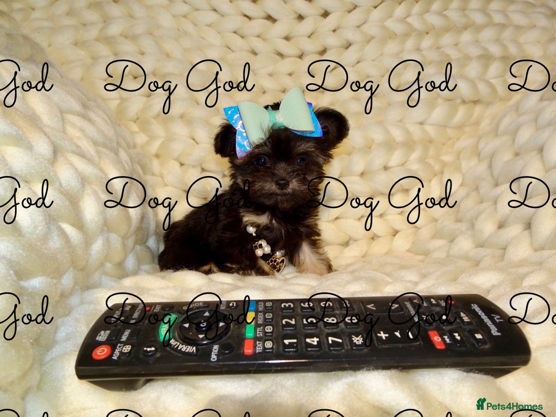 Mixed Breed dogs for sale: Exquisite Maltese X Chihuahua F1 Malchi Puppy - Image 6