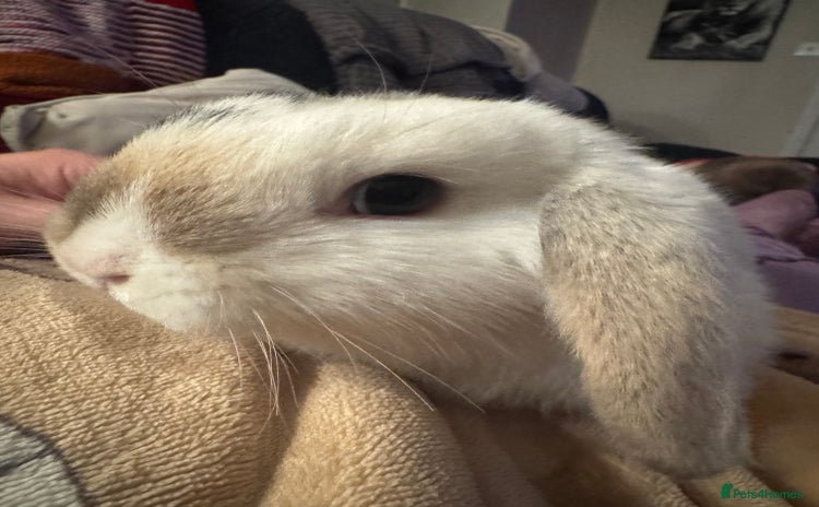 Mini Lop rabbits READY TO GO Beautiful mini lop rabbit GIRL - Advert 1