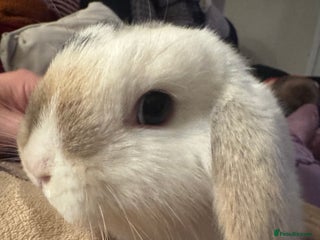 Mini Lop rabbits READY TO GO Beautiful mini lop rabbit GIRL - Advert 1