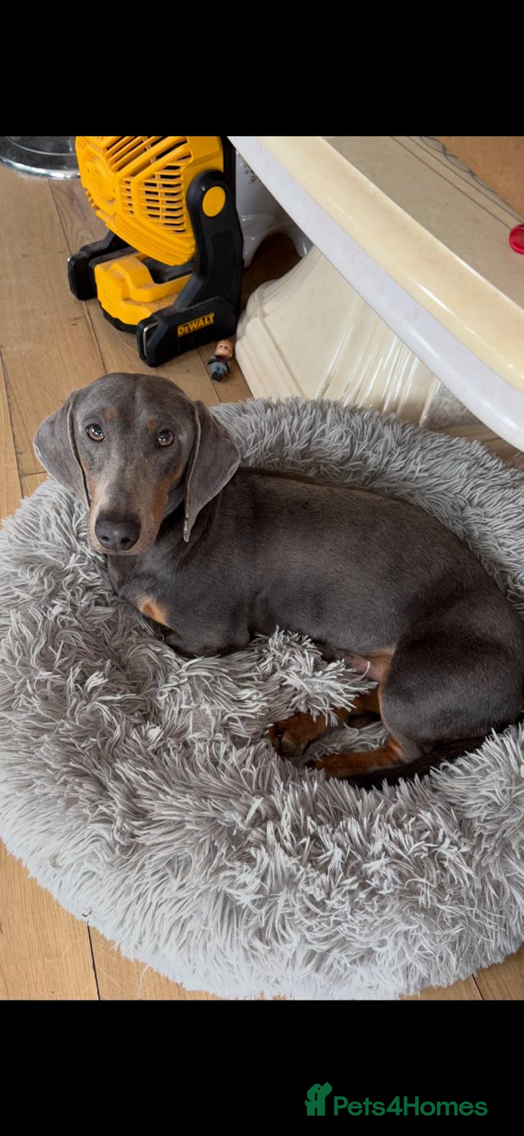 Dachshund dogs for sale: Dachshund puppies - Advert 8