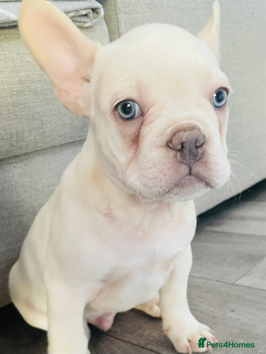 French Bulldog dogs for sale: KC registered male frenchie ready to leave now!:) - Advert 2