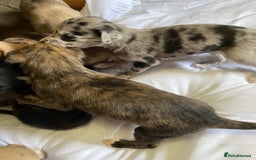 Mixed Breed dogs for sale: Deerhound greyhound collie puppies  - Image 10